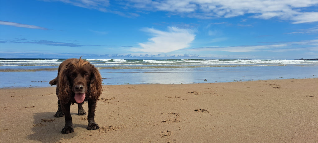Natural dog soap for your 4-legged friends